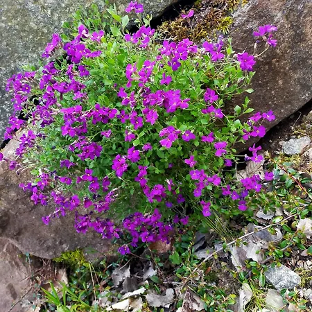 Le Grenier Des Mios La Bresse